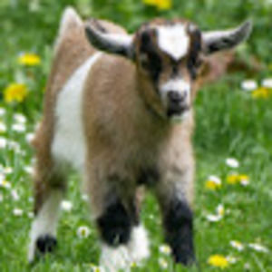 Meet your Posher, Leslie
